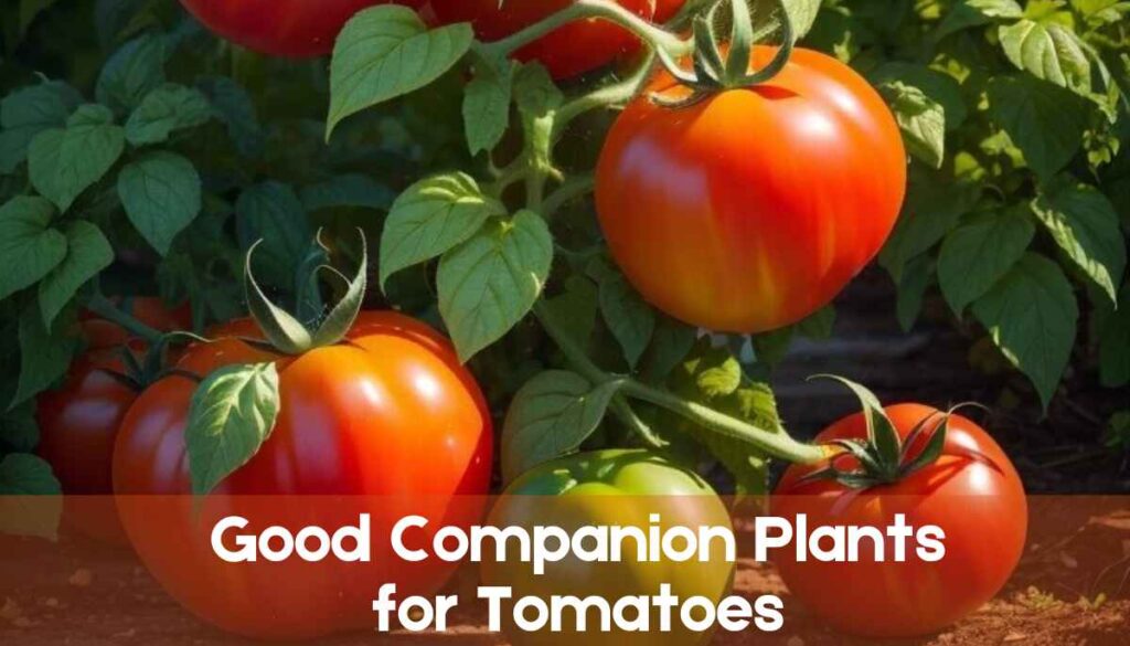 Good Companion Plants for Tomatoes: Enhancing Growth and Protecting Your Crop
