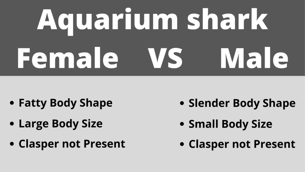 Aquarium shark Male Vs Female