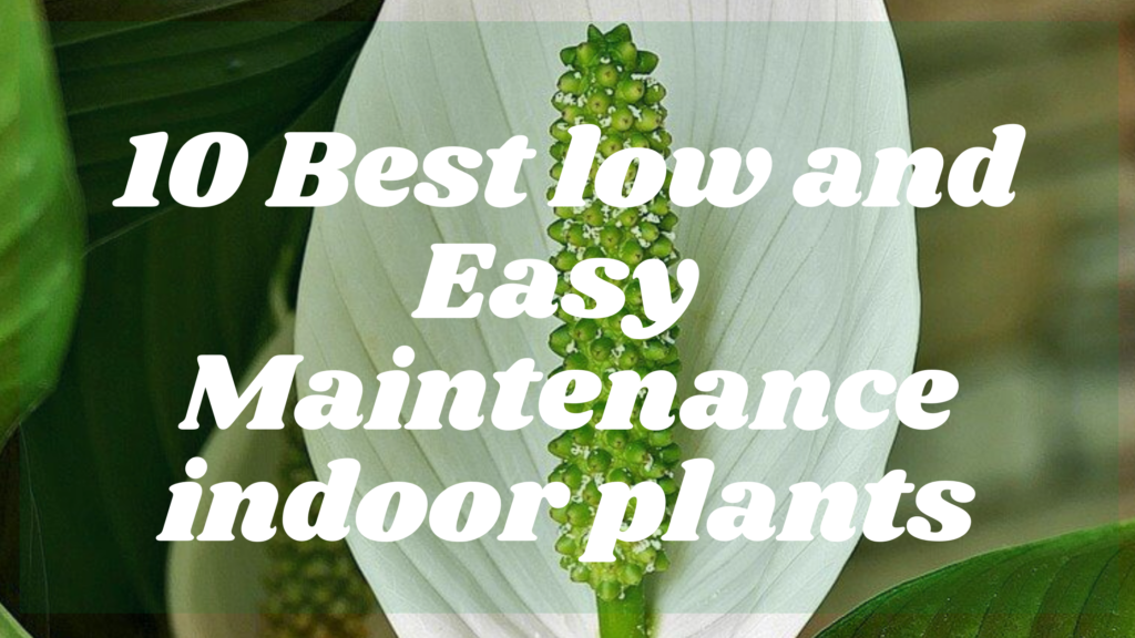 10 Best low and Easy maintenance indoor plants |US |India