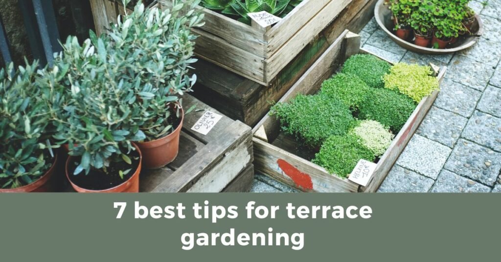 7 best tips for Terrace gardening| design| decoration