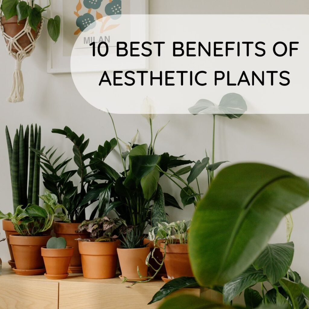 10 Best Benefits of Aesthetic Plants