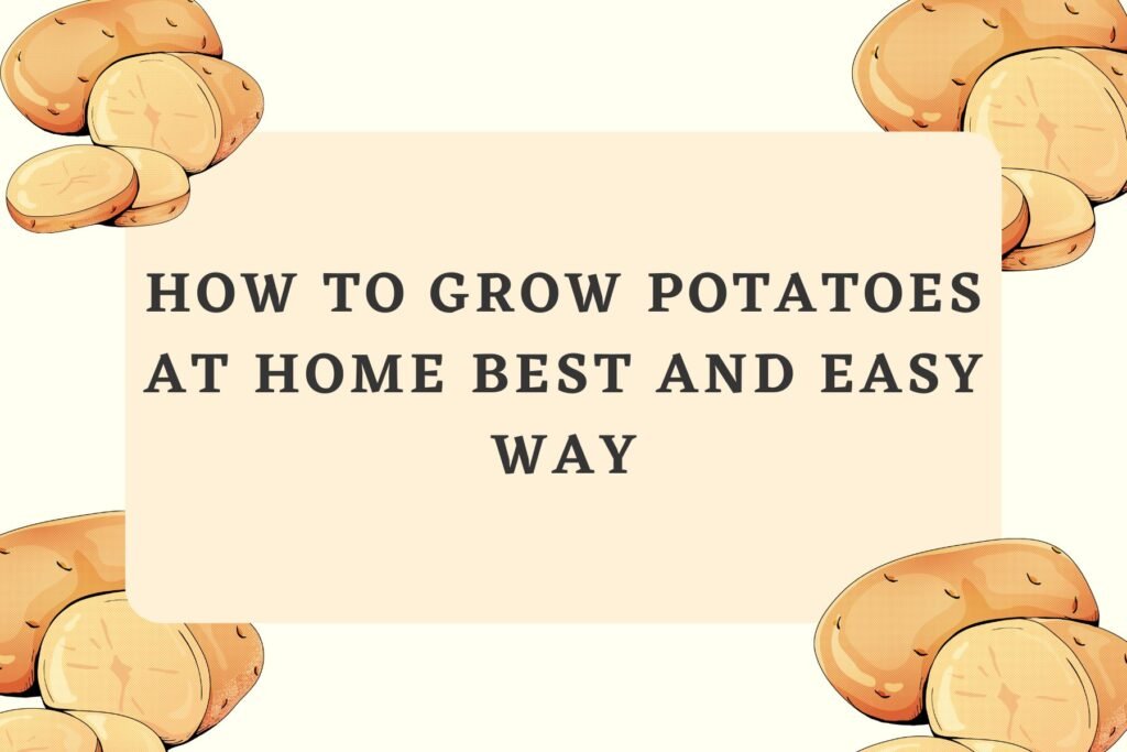 How to Grow Potatoes at home Best and Easy Way