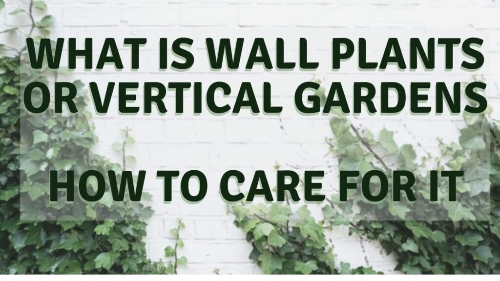 What is Wall Plants or Vertical Gardens| How to Care for it