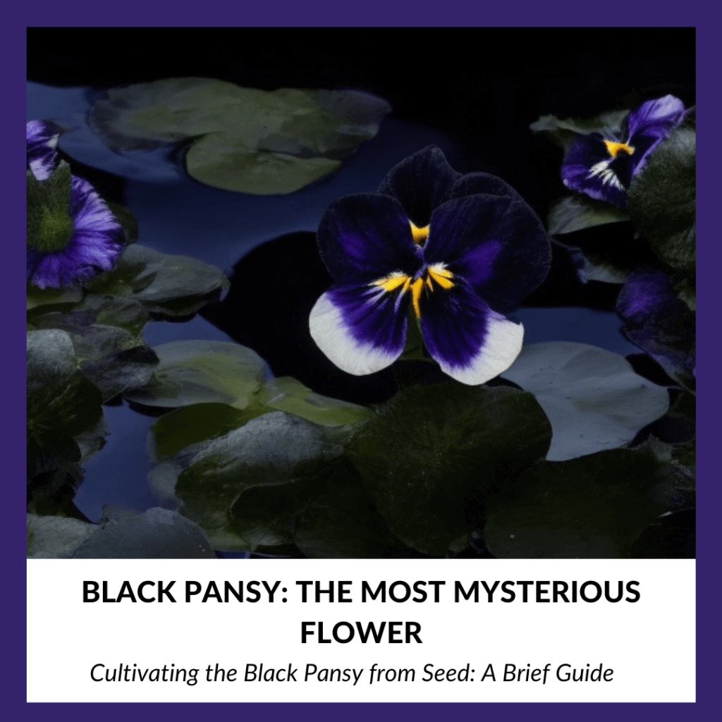 Black Pansy: The Most Mysterious Flower