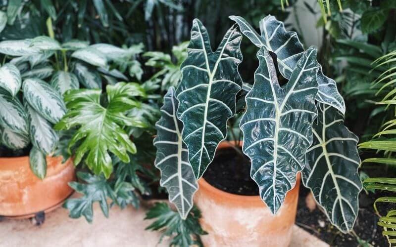 Big Green Leaf Plants: 19 Indoor Beauties to Liven Up Your Space