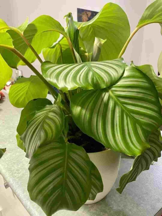 Calathea Orbifolia