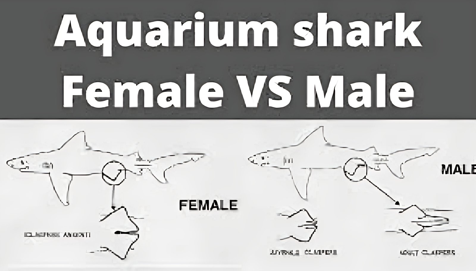 How to Distinguish Between Aquarium Shark fish Male or Female