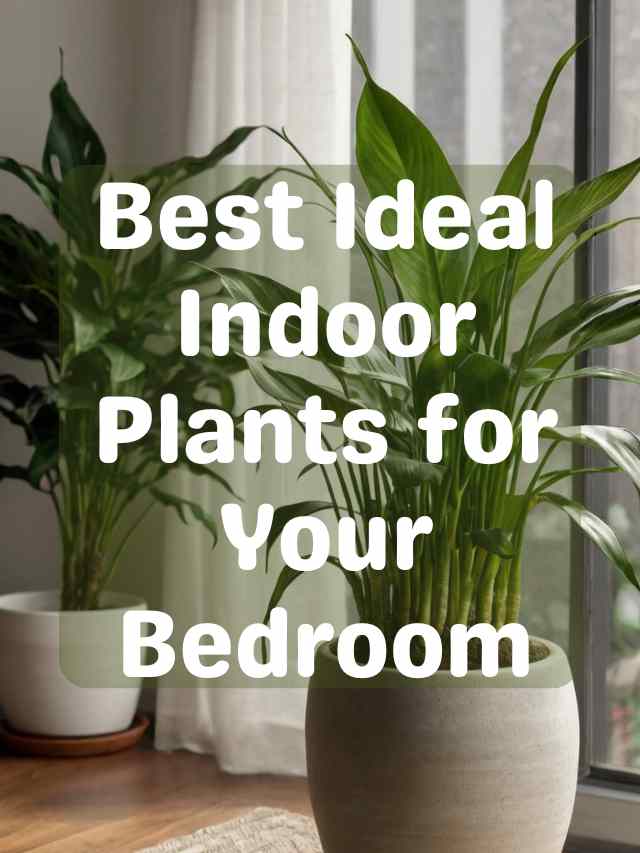 best Ideal Indoor Plants for Your Bedroom