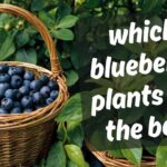 Which blueberry plants are the best