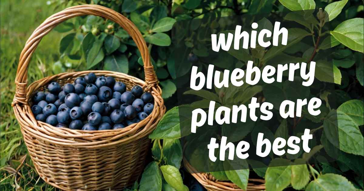 Which blueberry plants are the best