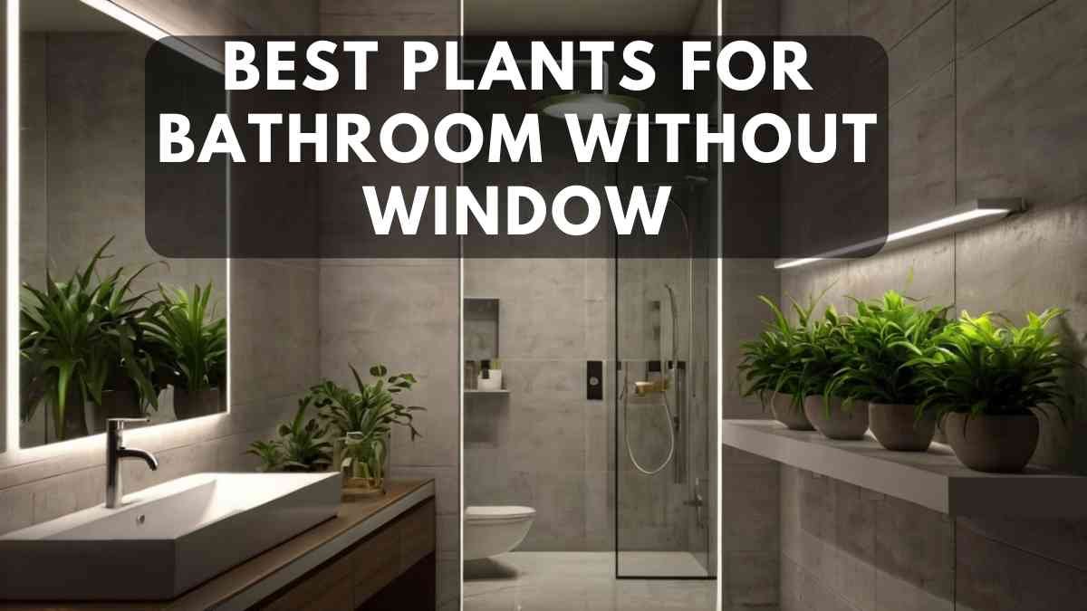 Best Plants for Bathroom Without Window