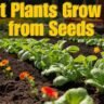 What Plants Grow Fast from Seeds