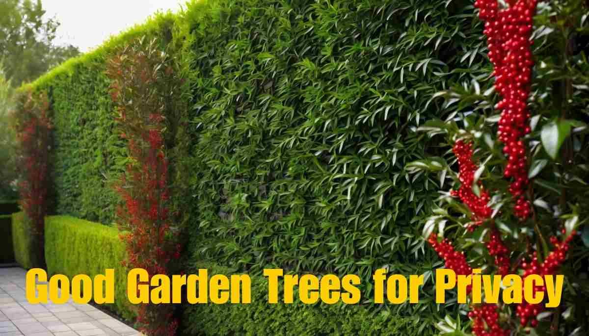 Good Garden Trees for Privacy