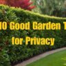 Top 10 Good Garden Trees for Privacy