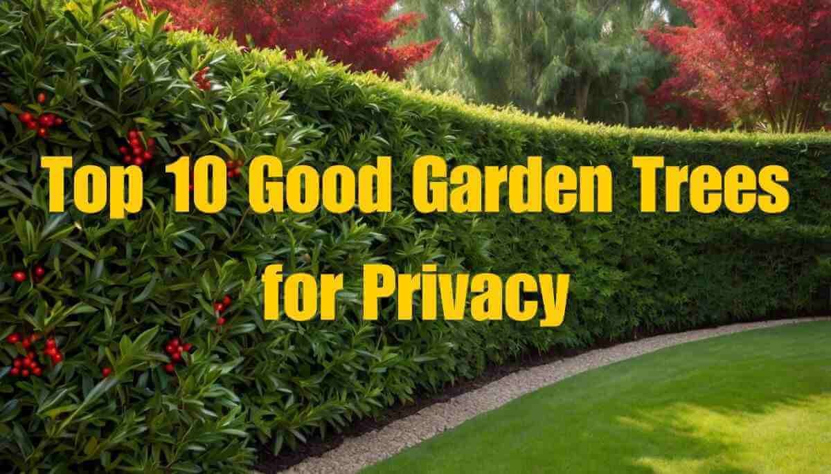 Top 10 Good Garden Trees for Privacy